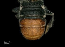   Hackeriapis aff. variabilisnbsp; male abdomen, photo: Colleen Meidt 
